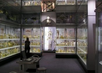 Ирландский гигант страшно боялся стать экспонатом музея. И стал им