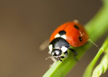 Как привлечь божьих коровок в ваш сад?