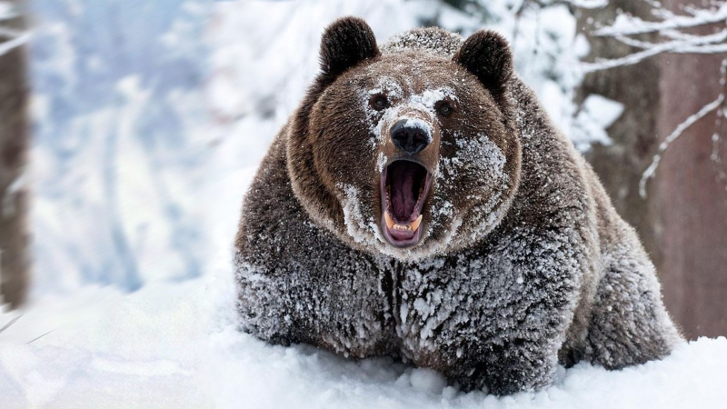 Лыжник-пенсионер едва не погиб в когтях медведя-шатуна в Приморье