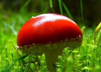 В России в ближайшие два года появится обновлённая Красная книга растений