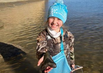 Девочка нашла гигантский зуб древней акулы