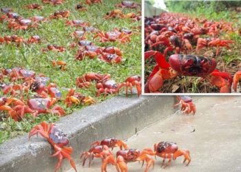 Миллионы красных крабов создают реку красного цвета, начиная ежегодную миграцию через остров Рождества к морю