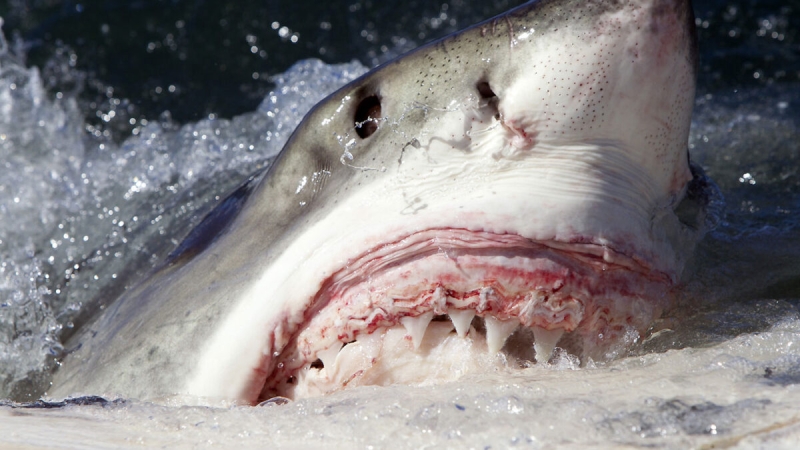 
                                Первое смертельное нападение акулы на человека за последние 100 лет зарегистрировано в Австралии                                                            