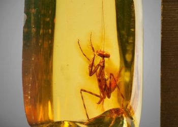 Этому идеально сохранившемуся богомолу в янтаре 30 млн лет