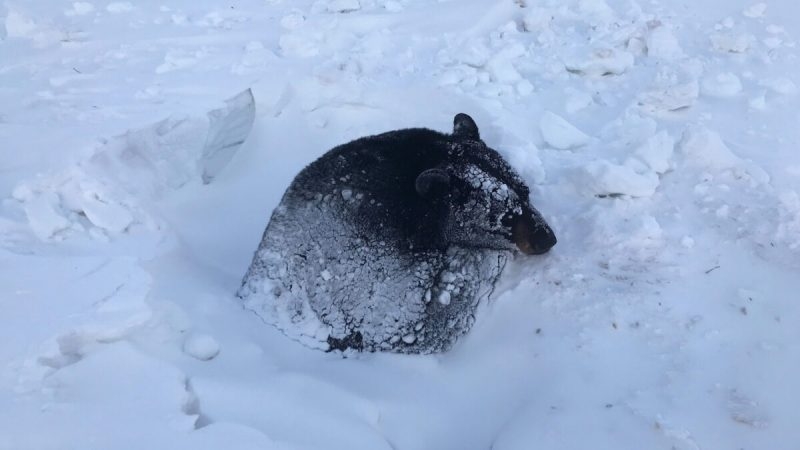 В Миннесоте спасли застрявшего в снегу и льду находящегося в спячке медведя