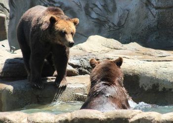 В Московском зоопарке просыпаются медведи