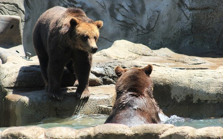 В Московском зоопарке просыпаются медведи