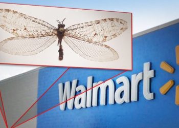 Насекомое на стене Walmart в Арканзасе оказалось уцелевшей реликвией Юрского периода