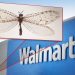 Насекомое на стене Walmart в Арканзасе оказалось уцелевшей реликвией Юрского периода