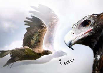 Палеонтологи идентифицировали найденные окаменелости с вымершим гигантским орлом