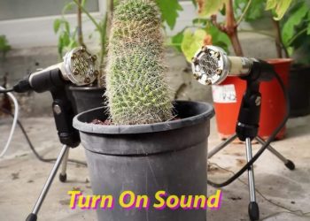 Растения издают звуки. В стрессовых ситуациях они особенно разговорчивы