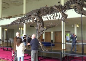 Скелет тираннозавра Тринити продали на аукционе за $6 млн (видео)