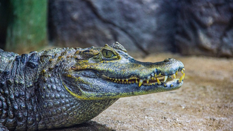 
                                Уснувший на пляже австралиец стал жертвой голодного крокодила                                                            
