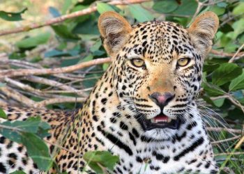 В России выросла численность редчайших дальневосточных леопардов