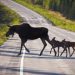 Эксперт рассказал водителям, как избежать встречи с лосем на загородном шоссе