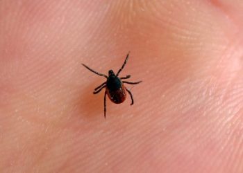 В России обнаружили три опасных вида клещей