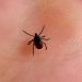 В России обнаружили три опасных вида клещей
