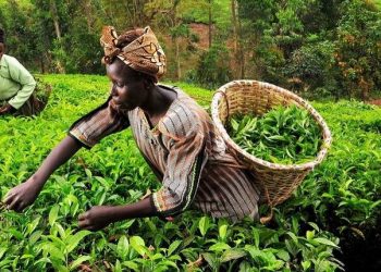 Никакой автоматизации. Рабочие яростно и массово уничтожают машины, которыми их заменяют работодатели