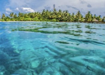 Этот морской деликатес может предотвратить диабет