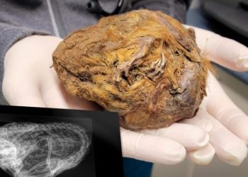 Шахтёр нашёл меховой комок, который оказался идеально сохранившейся белкой возрастом 30 тыс. лет