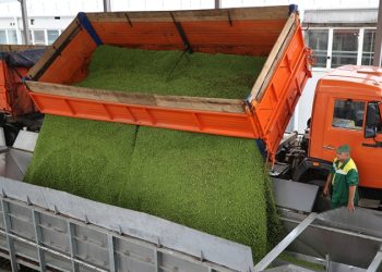 В Тюменской области построят один из крупнейших в РФ завод по переработке гороха