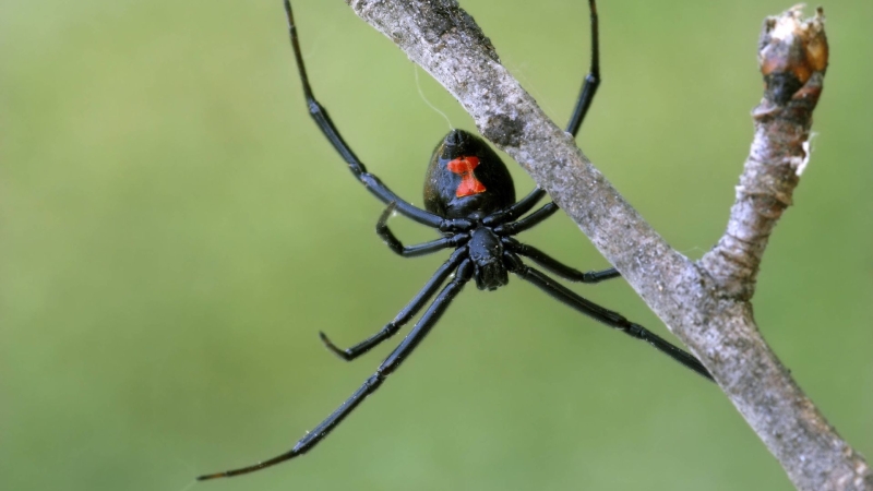 В Волгограде школьника укусил паук черная вдова