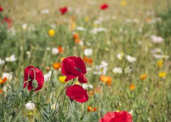 Где в России растёт больше всего аллергенных растений