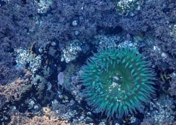 На дне Тихого океана нашли неизвестную экосистему