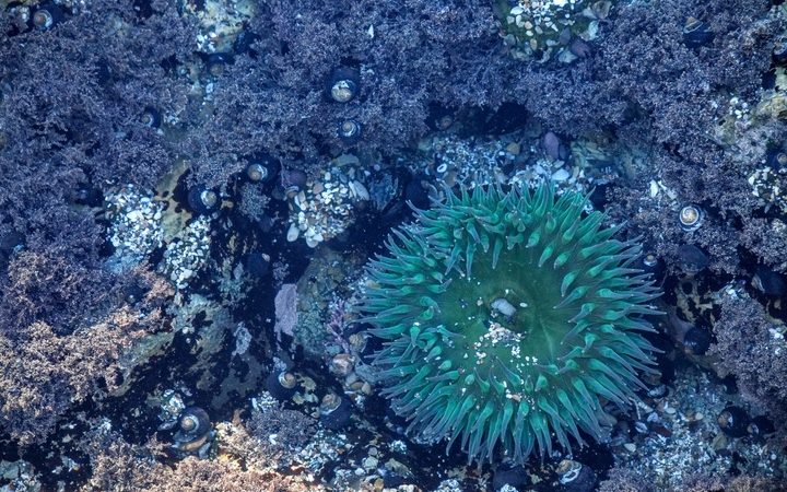 На дне Тихого океана нашли неизвестную экосистему