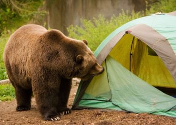 Специалист рассказал, как спастись при встрече с медведем