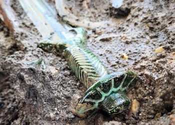 В Германии нашли меч бронзового века возрастом 3 тыс. лет, который «блестит до сих пор»