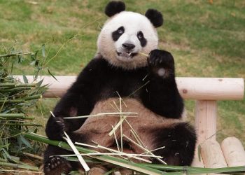 В Китае в гробнице императора нашли скелет гигантской панды