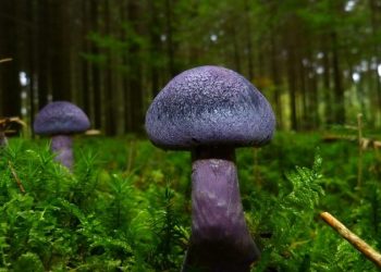 В Подмосковье обнаружили краснокнижный фиолетовый гриб