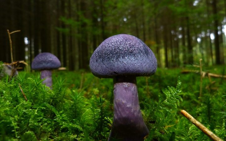 В Подмосковье обнаружили краснокнижный фиолетовый гриб