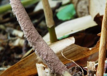 Этот гриб превращает жертву в мумию