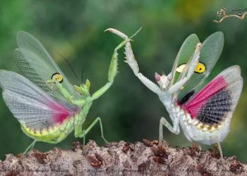 Танцующие фламенко богомолы на забавных фотографиях