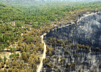 Как спасать планету от пожаров? Вырубать деревья или увеличивать лесные массивы?