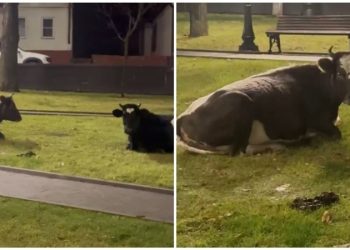 В центре Кисловодска коровы сжевали газон и загадили мемориал