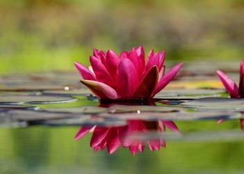 Чистая питьевая вода без химикатов: майя подсказали способ