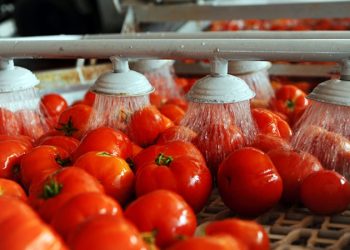 Завод по производству томатной пасты появится в Астраханской области