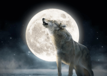 Скоро взойдёт «Полная волчья луна» — первое полнолуние 2024 года. Откуда такое название?