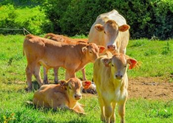 В Китае клонировали тибетских быков исчезающих пород