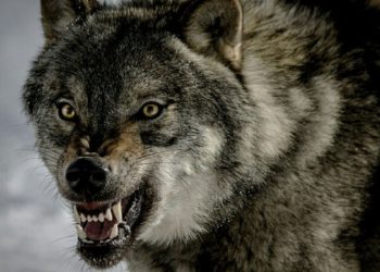 В Курганской области волк напал на жителей курортного поселка