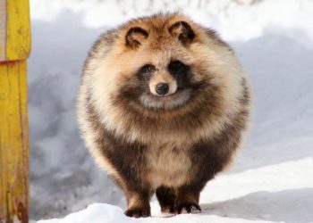 В нижегородском СИЗО наняли для борьбы со стрессом енотовидную собаку