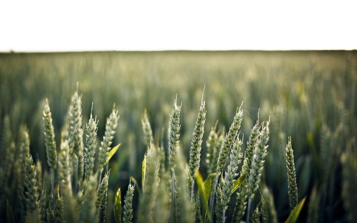 Фиолетовую пшеницу вывели российские учёные