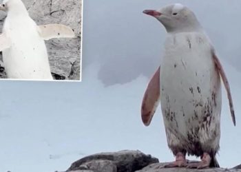 В Антарктиде в стае пингвинов выделялась белоснежным оперением одна самочка