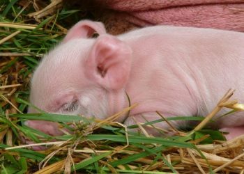В Японии выведена свинья для пересадки органов человеку