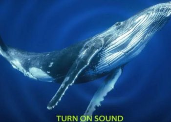 Как киты поют свои загадочные песни?