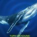 Как киты поют свои загадочные песни?