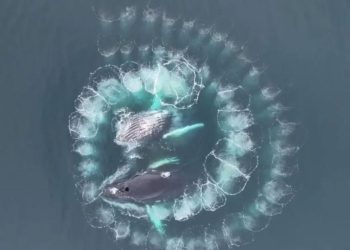 Когда горбатые киты выплывают на охоту, у рыбного косяка не остаётся шансов